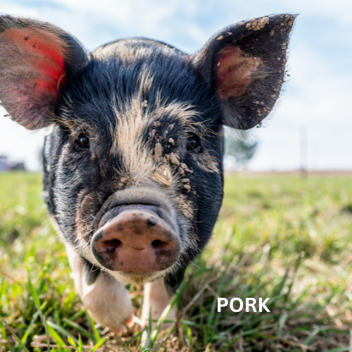 Pork