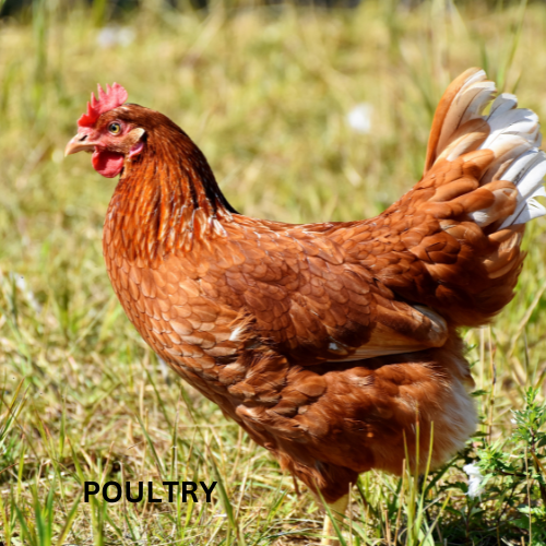 Poultry