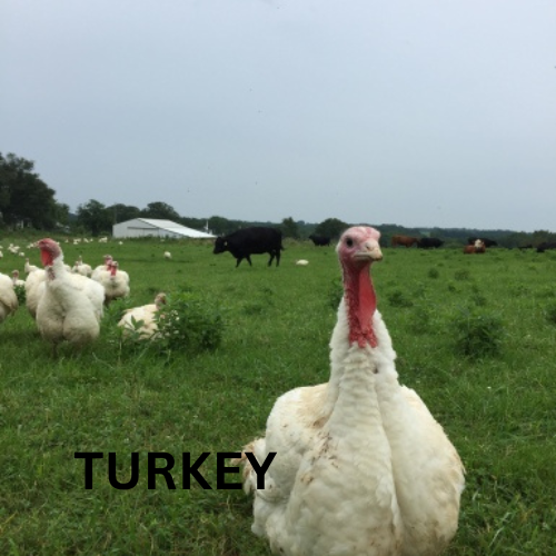Turkey